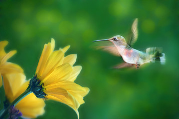 hummingbird in flight
