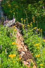 fallen log in forest