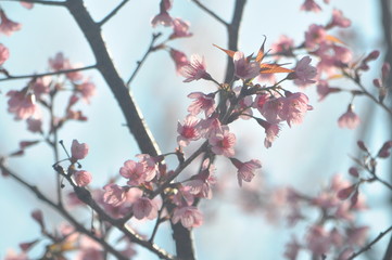 cherry blossom in spring