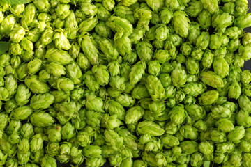 Green ripe hop cones for brewery and bakery background pattern. - obrazy, fototapety, plakaty