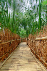 Bamboo Forest in Bandung, Indonesia