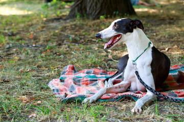 Dog breed Whippet