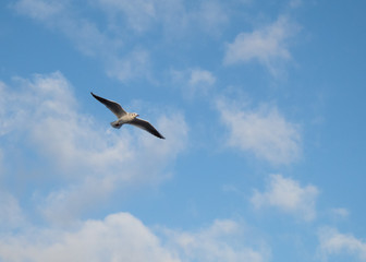 seagull flying in the blue sky