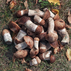 Various forest edible mushrooms on the grass. The stem of the stem (birch swamp), boletus, champignon. Healthy diet, vegetarian food. View from above.
