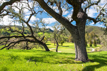 Fototapeta premium tree in the park