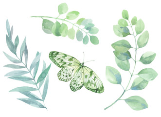 Set of watercolor illustrations. Picture of green sprigs of eucalyptus and the other with a butterfly.