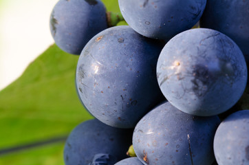 Closeup of a blue bunch of grapes of a red wine sort. Vineyard in autumn with the ripe grapes. The photo can be used as a wall decoration in sales rooms