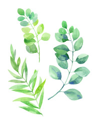 Watercolor illustration set of green twigs of eucalyptus and others.