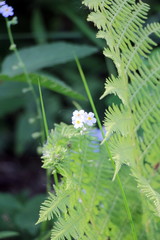 butterfly on a flower