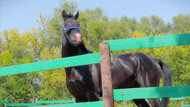 Young Stallion, Elegant Thoroughbred Horse. Dark Drown horse running in the aviary. Animal Care. Concept Summer of Horses and People.