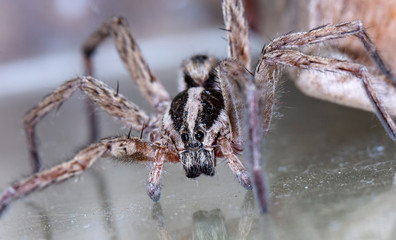 spider wolf in a native habitat