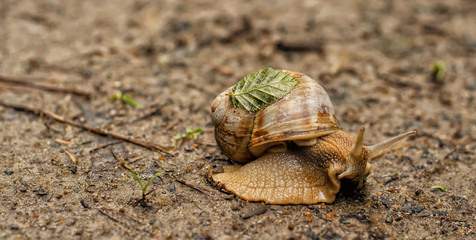 Lovely edible snail Helix pomatia with shell house and adhered leaf crawling on a forest track, panoramic shot, blurred background, close-up