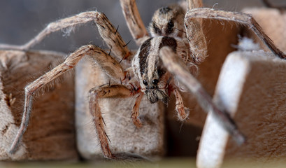 spider wolf in a native habitat