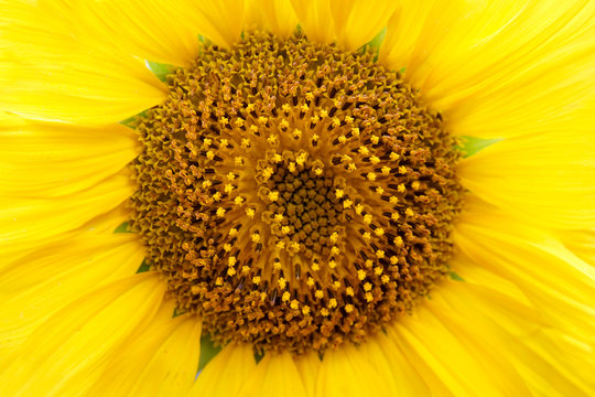 Macro picture of a sunflower head in the summer