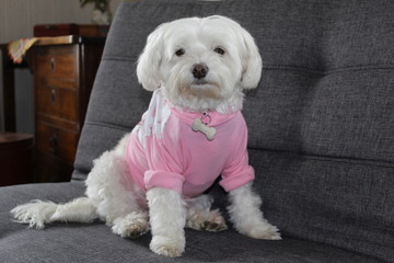 Maltese portrait with clothes  