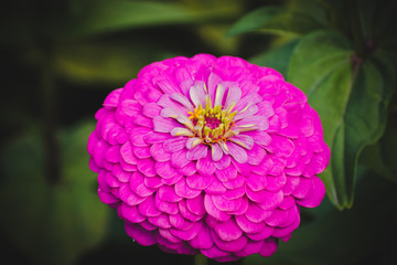 Fototapeta premium Common zinnia or elegant zinnia (Zinnia elegans) in garden, Some flower have bee
