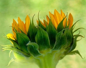 close up of yellow sun flower 