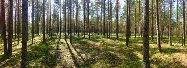 Pine forest. The sun's rays create shadows from the trees. The sun behind tree trunks