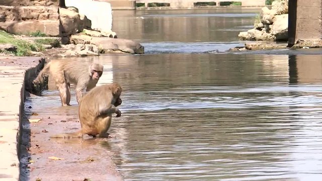 Medium, two monkeys on a river bank in India