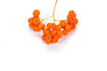 Berries and leaves of Rowan on a white background.