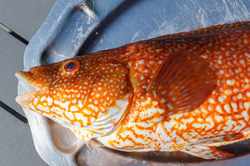 Orange ballan wrasse on a pewter dish after fishing in Brittany