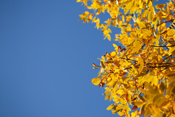Autumn bright orange leaves against the blue sky on a Sunny September day. Bright leaves . autumn background with copyspace