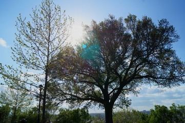 Fototapeta na wymiar Tree backlit by sunlight