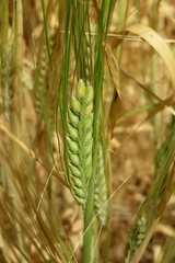 Green ears of the wheat in the field, closeup