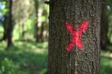 tree marked for felling