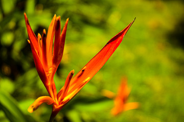 Fototapeta na wymiar Flor laranjada