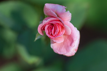 Garden flowers during flowering, evening bright light in the Park, close-up, macro, place for text.