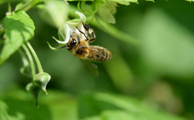 Working wild honey bee