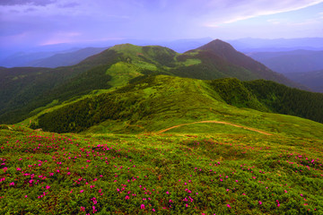 Fototapeta na wymiar unbelievable colorful sunset image in the mountains with blooming pink rhododendron flowers, amazing summer scenery , wallpaper flower landscape, Marmarosy ridge, Ukraine, popular place for tourism