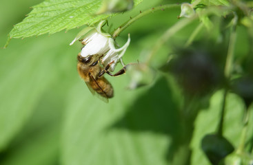 Working wild honey bee