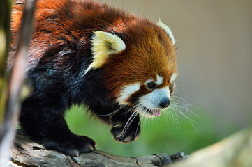 Adorable red panda on the prowl