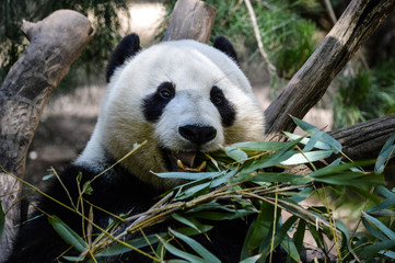 Adorable panda munches on his lunch of bamboo