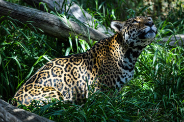 Female jaguar stares up into the foliage, frozen, waiting, and watching