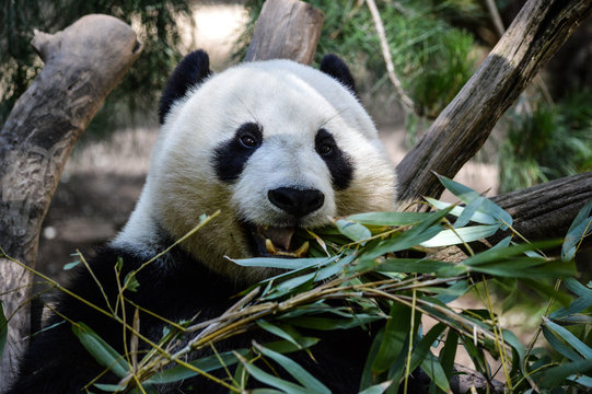 Adorable panda munches on his lunch of bamboo © Rebecca
