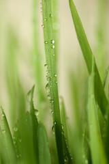 Fototapeta premium Green grass with water drops