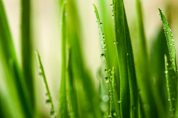 Green grass with water drops