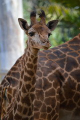 Adorable baby giraffe stares off into the middle distance
