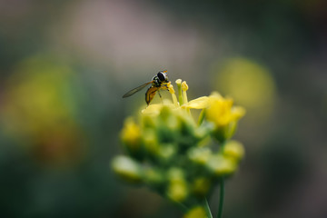 Hornet