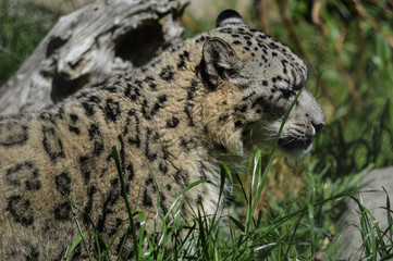 Snow leopard in the grass staring