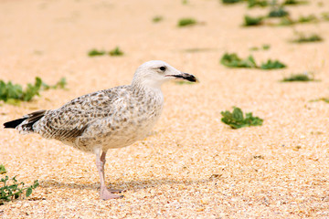 Larus argentatus. Silver gull on the seashore. Gull