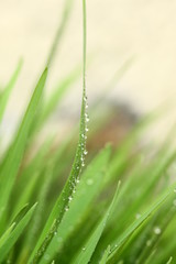 Green grass with water drops