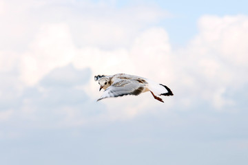 Larus argentatus. A silver gull is flying in the sky. Bird in the sky