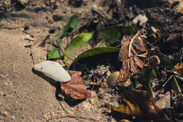 Beach details