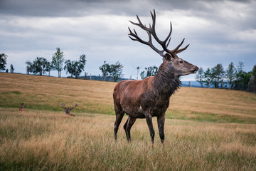 Hirsch in der Brunft mit Geweih