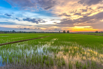 Beautiful panorama sunset view on paddy field