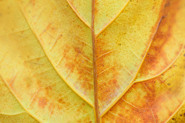 Patterns of yellow autumn leaf